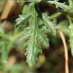 Verbena officinalis ഇല