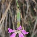 Dianthus lusitanus Flower