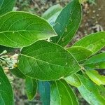 Styrax argenteus Folio