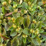 Alternanthera pungens Floro