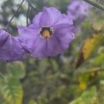 Solanum umbelliferum Flor