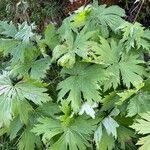 Aconitum septentrionale Ліст
