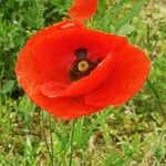 Papaver argemoneBlomst