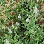 Linaria triphylla Blomma