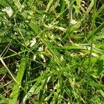 Stellaria graminea Blüte