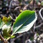 Schinus patagonica Leaf