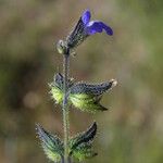 Salvia subincisa Цвят