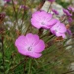 Dianthus pungens Kwiat