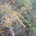 Helictochloa bromoides Fula