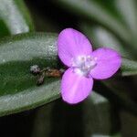 Tradescantia zebrina Flower