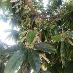 Elaeocarpus serratus Çiçek