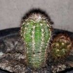 Echinocereus viridiflorus ഇല