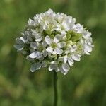 Silene sendtneri Flower