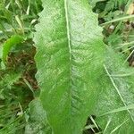 Lactuca virosa Foglia