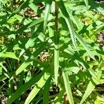 Digitalis ferruginea Lapas