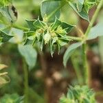 Euphorbia falcata 果實