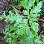 Geranium palmatum Leaf