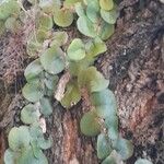 Microgramma vacciniifolia Агульны выгляд