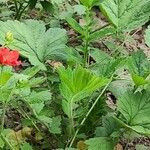 Geum coccineum Foglia