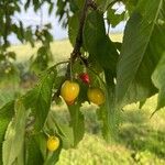 Prunus avium Frutto