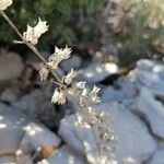 Teucrium flavum Fruit