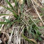 Carex halleriana Staniste