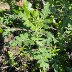 Phacelia ramosissima Liść