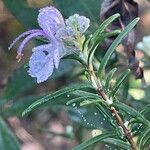 Salvia jordanii Kwiat