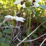 Moneses uniflora Flower