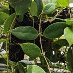 Hoya finlaysonii Φύλλο