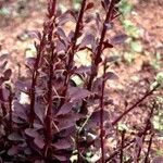 Berberis × ottawensis Blad