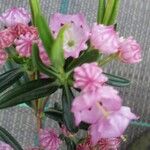 Kalmia polifolia Flor