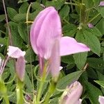 Cleome houtteana Fleur