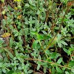 Helianthemum canum Blad