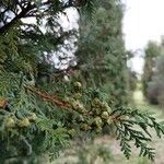 Chamaecyparis thyoides Fruit