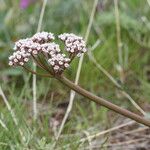 Lomatium canbyi Flor