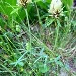 Trifolium ochroleucon Habit