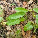 Smilax laurifolia Fuelha