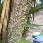 Yucca aloifolia 樹皮