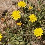 Crepis suffreniana Habitatea