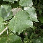 Populus alba Levél