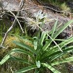 Pancratium illyricum Hábito