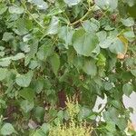 Rumex lunaria Облик