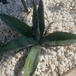 Agave asperrima Leaf