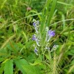 Scutellaria incana Blüte