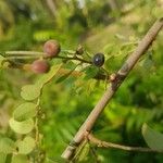 Phyllanthus reticulatus Fruto