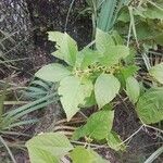 Callicarpa americanaFolla