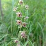 Epipactis helleborineBlomst