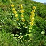 Gentiana lutea Habitus