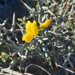 Genista corsica Kvet